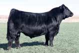 Reference Sires Ref A AUTO ACE VENTURA 557C LIM-FLEX(62) BULL HOMO POLLED (T) HOMO BLACK (T) LFM2100021 OWNED BY: PINEGAR LIMOUSIN, MO MAGS ROBIN HOOD 276Y x AUTO MIGHTY GIRL 670W 11 0.