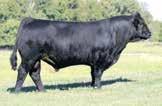 36 64 25 40 30 25 2 45 10 60 >95 30 75 10 10 Ref C AUTO CRUZE 132X PERCENTAGE(87) BULL HOMO POLLED (T) HOMO BLACK (T) NXM1979953 OWNED BY: PINEGAR LIMOUSIN, MO MAGS THE GENERAL x 11-1.