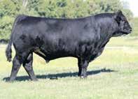 Herd-Sire Prospects AUTO CRUZE 132X SIRE OF LOTS 1, 2 & 3 LOT 1 AUTO GREAT DEAL 151D ET AUTO REAL DEAL 150B FULL BROTHER TO LOTS 1, 2 & 3 1 AUTO GREAT DEAL 151D ET PUREBRED BULL HET POLLED (T) HOMO