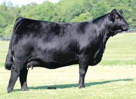Herd-Sire Prospects 3 MAGS THE GENERAL AUTO CRUZE 132X WLR DIRECT HIT AUTO LUCKIE TOO 423Y TYEJ DB SERENITY AUTO SWEET DEAL 161D ET PUREBRED BULL HET POLLED (T) HOMO BLACK (T) 9/11/2016 AUTO 161D