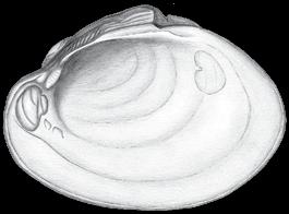 Shell ray: lines radiating from the beak that are perpendicular to growth lines 5. Periostracum: the colored outer lining of a mussel shell 6.