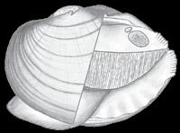 The species shown here is the yellow lampmussel. Illustrations by Ethan Nedeau.