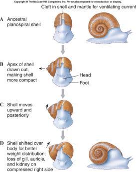 Class Gastropoda Coiling is not the same as torsion.