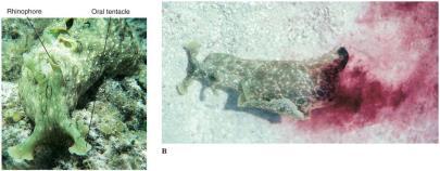 Major Groups of Gastropods Opisthobranchia includes sea slugs, sea hares, sea butterflies, and canoe shells.
