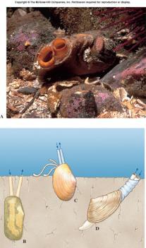 The Umbo is the oldest part of the shell, growth occurs in concentric rings around it.