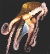 Class Cephalopoda Cephalopods include octopuses,