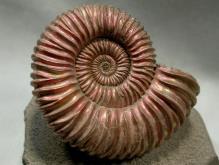 The earliest had straight cone-shaped shells.