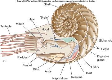 Ammonoids were a very successful group, some had