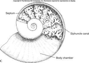 Class Cephalopoda - Shells Nautilus shells differ from those of a