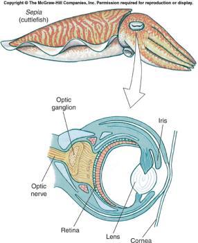 Class Cephalopoda Cephalopods have a closed circulatory system.