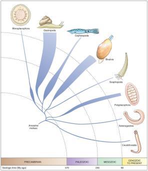 Phylogeny The first molluscs probably arose during Precambrian times. Diverse molluscs found in the early Cambrian.