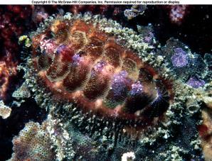 Class Polyplacophora Class Polyplacophora includes the chitons. Eight articulated plates or valves. Can roll up.