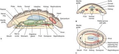 Water flows from anterior to posterior. Class Polyplacophora Pair of osphradia serves as sense organ.
