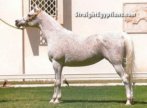 Today Imperial Phanilah lives at the Al Shaqab Stud of Qatar s Crown Prince where she was accompanied for some time by the late Imperial Im Pharida.