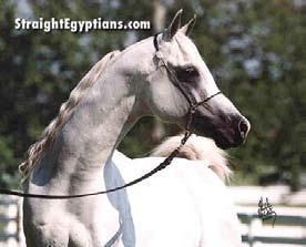 82 Imperial Pharalima (by Ansata Ibn Halima), grey mare 83 Imperial
