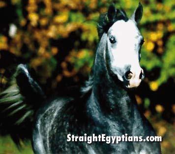 Imperial), grey stallion - champion 85 Royal Bint Pharrah (by Ansata