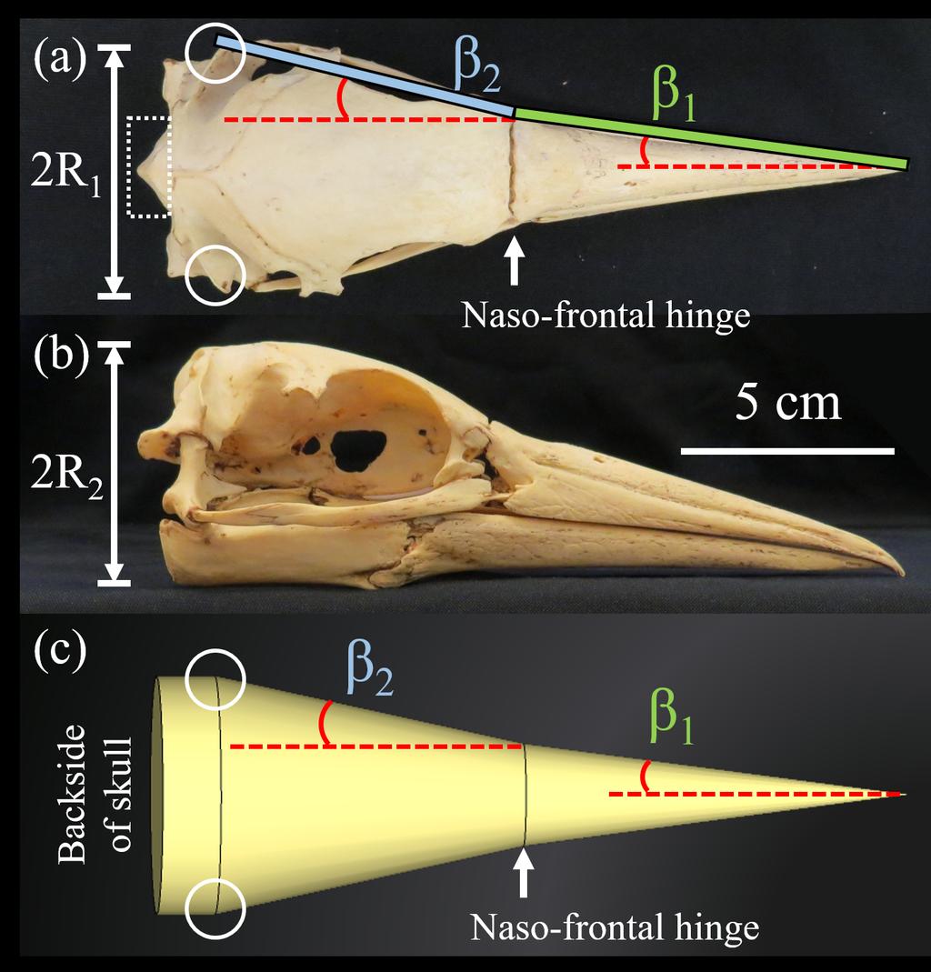 Fig. S3. The effective radius of the bird skull was measured by taking the average of (a) R1 and (b) R2. (a) Top view of a Northern Gannet skull.