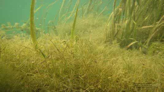 What is starry stonewort?
