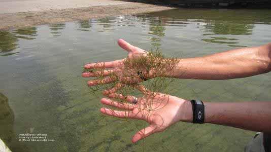 Characeae family Characeae are green algal macrophytes that can