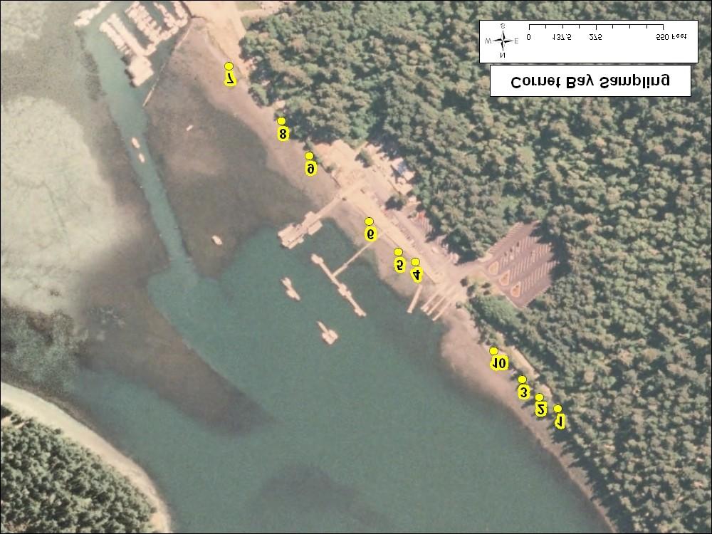 Figure 3. Location of beach seine sites at Cornet Bay, 2009. Yellow circles represent sampling sites. Beach seining was always done at the water s edge, independent of tidal stage.