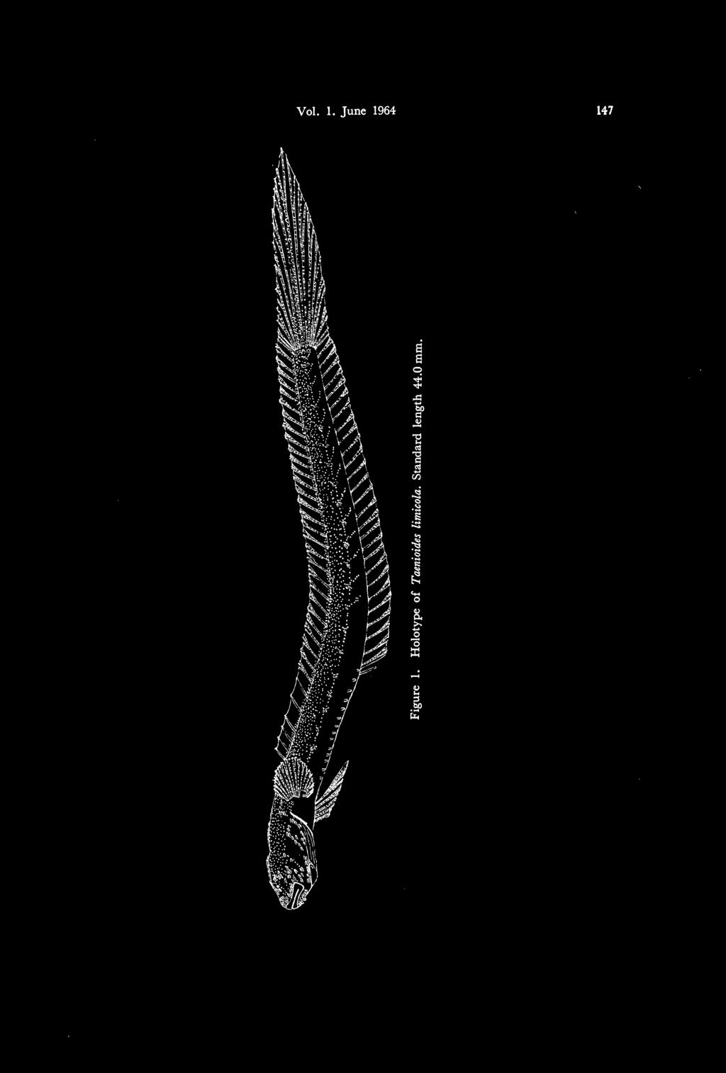 Holotype of Taenioides limicola.