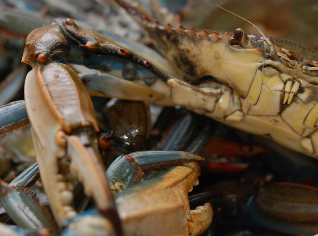 Photo Credit: Paula Ouder Blue crab populations have been a popular topic across Louisiana, the Gulf of Mexico and the East Coast over the last few years.