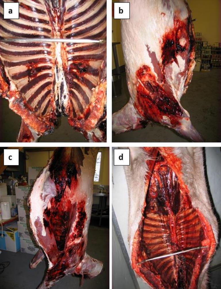 Appendix 3. Shot placement & carcass damage Figure 6.