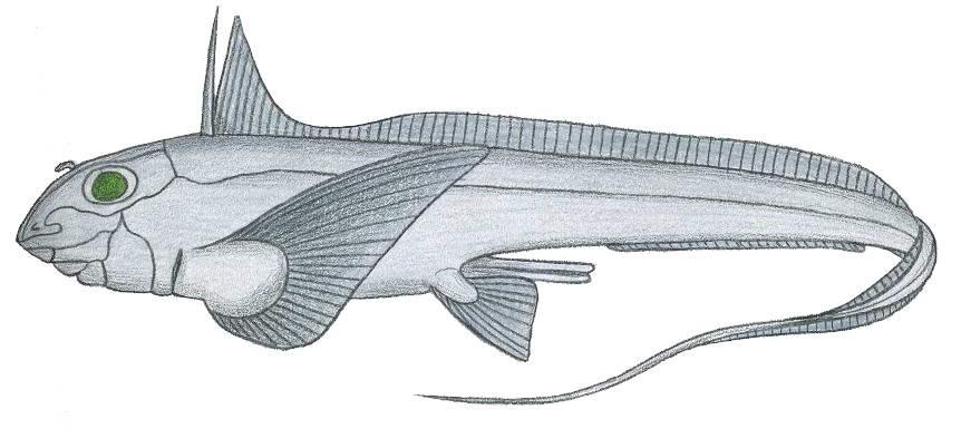 The jaws of chondrichthyes are connected to the chondrocranium (cartilaginous cranium) by the hyomandibular apparatus.