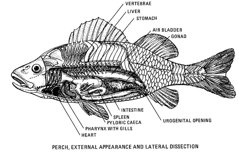 Teleosts possess gills covered by an operculum. In many cases teleosts have a swim bladder or lung which may or may not be connected to the esophagus.