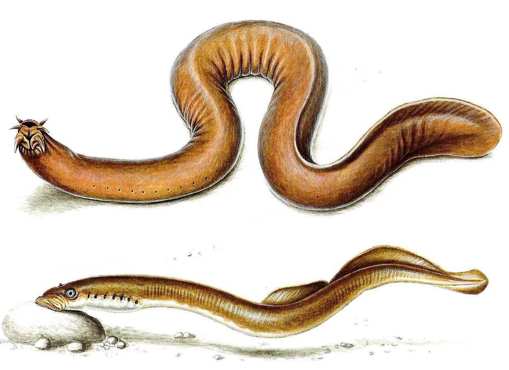 Although it is debatable whether hagfish are vertebrates current classification places the hagfish within the Subphylum Vertebrata.