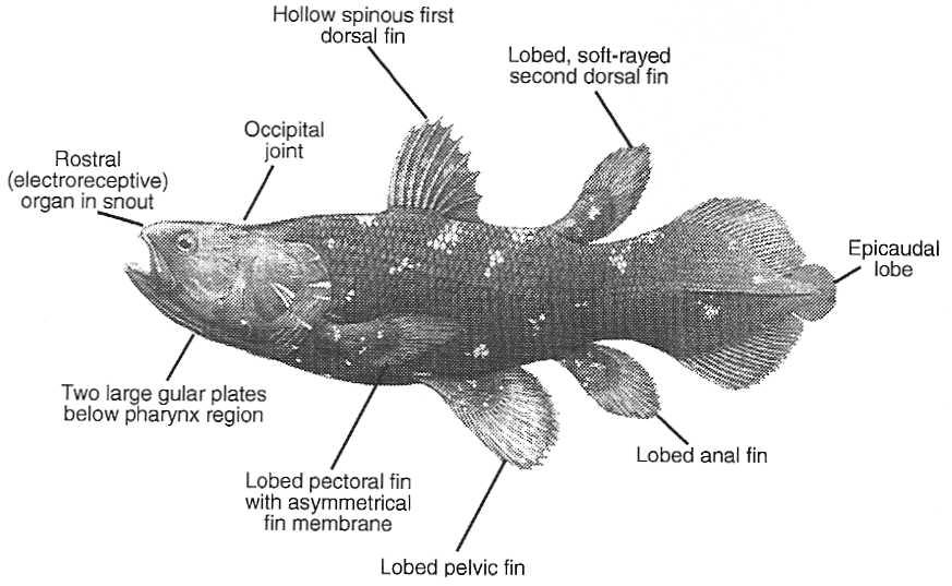 Subclass Coelacanthamorpha - fringe-finned fishes early forms originated in and diversified in freshwater have sculptured enamel on teeth, upper jaw fused to skull, no cloaca, fossil