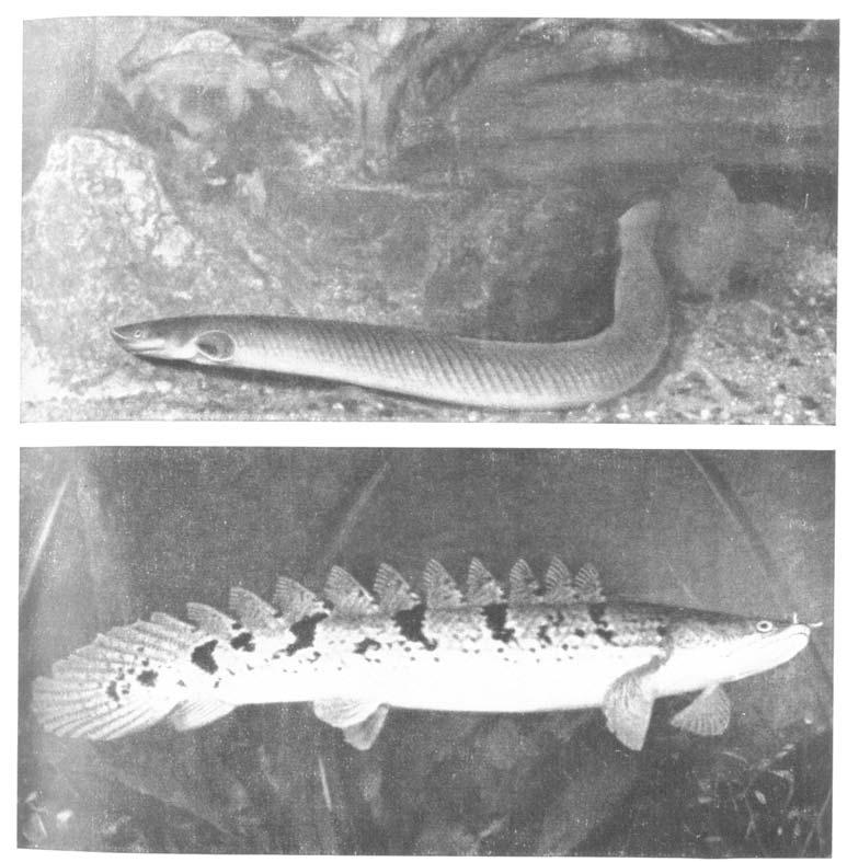 Similar to Actinopterygians in possession of ganoid scales (like gars) unique in possession of 5 to 18 dorsal finlets - each with a single spine, and rays attached to