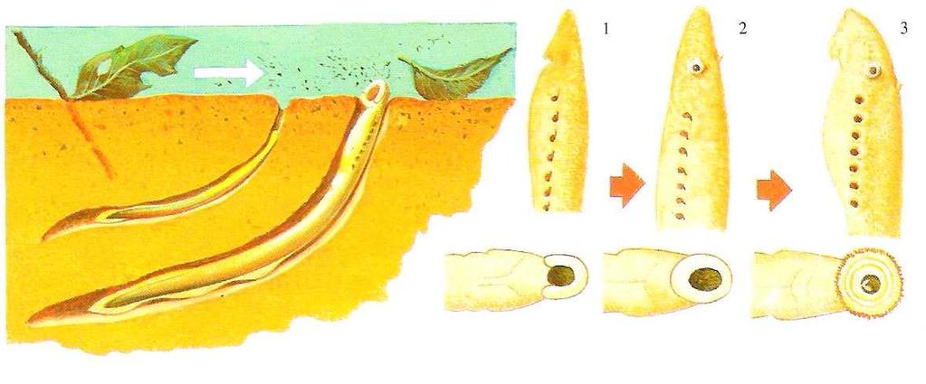 Lamprey larvae and juveniles are called