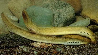 Nonparasitic lampreys are called brook lampreys - retain the juvenile form, filter feed, and mature -