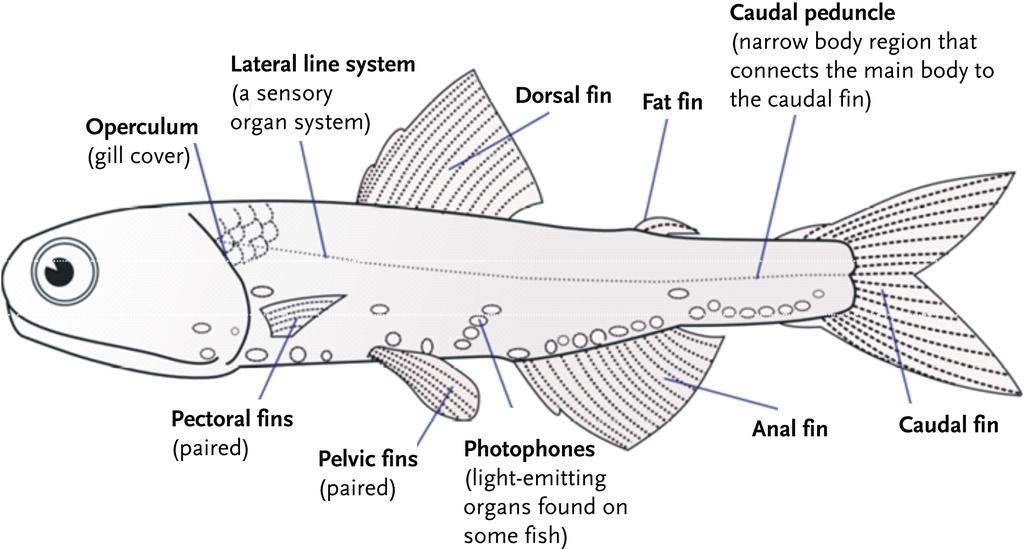 Most fish have a swim bladder. This is a balloon-like internal organ that contains gas. By changing the amount of gas in the bladder, a fish can move up or down through the water column.