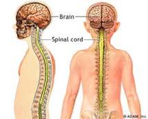 Chordates with vertebrae are the vertebrates.
