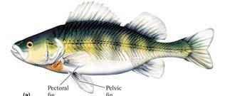 Lobe-Finned Fish Include the living lungfish and coelocanth, plus the extinct