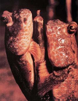 Mudskippers, ray-finned fish