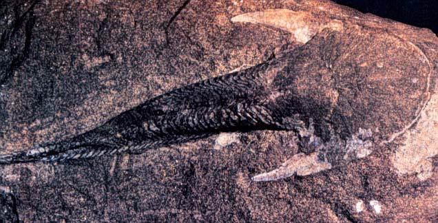 internal skeleton Chondrichthyes: cartilaginous fish