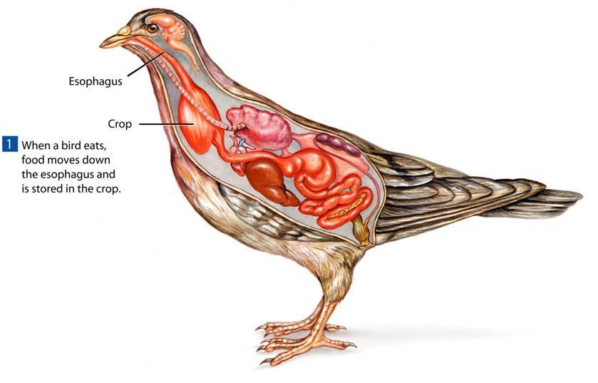 Form, Function, and Flight Esophagus Crop When a bird