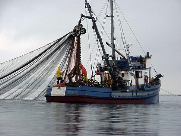 Commercial fisheries Fish caught for sale