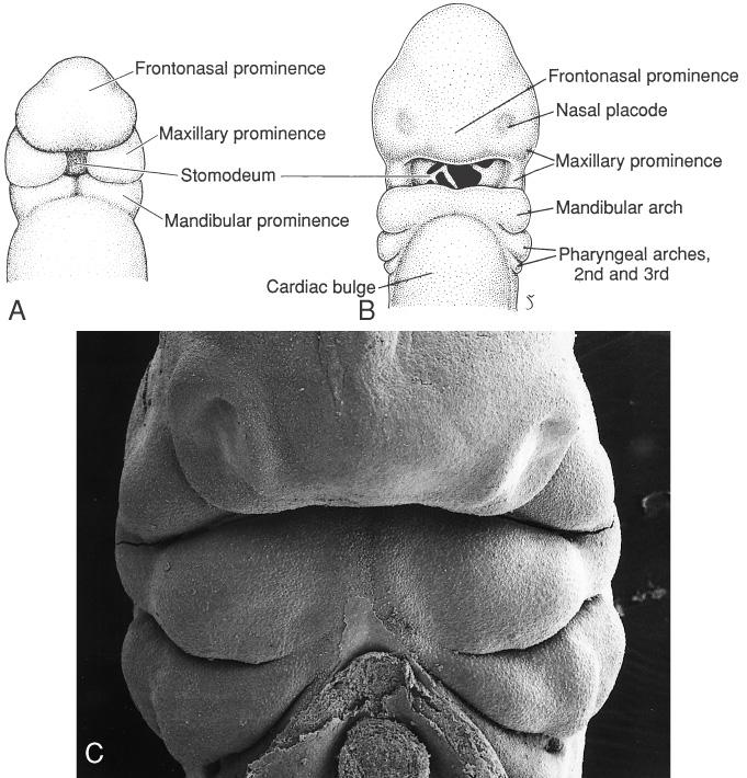 tissue & neurogenetic placodes in embryo Development of New Head Large Prey Now Possible Become Dominant Predators Neural crest structures Somites; segmented trunk muscles Notochord & postanal tail