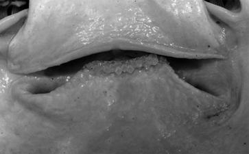 Small Teeth that Crush Many feed on clams,