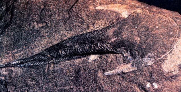 A fossil jawless