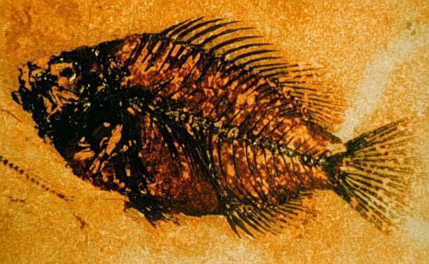 Fossil bony fish,