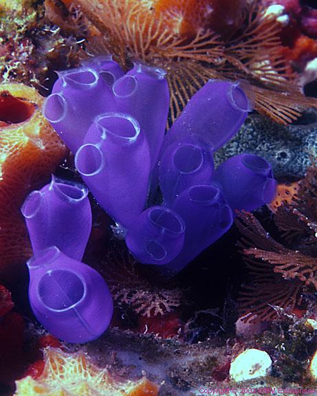 Tunicates most primitive