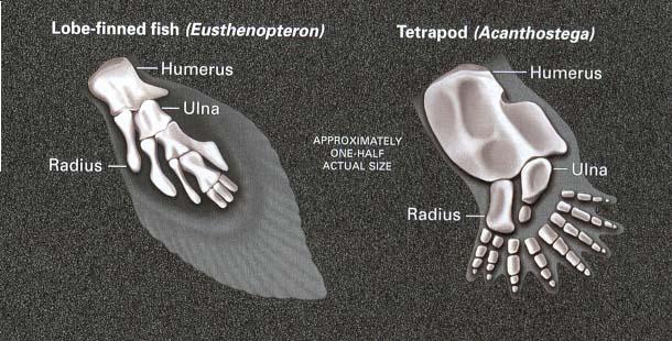 Evolution of the tetrapod