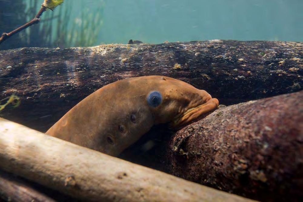 What are lampreys?