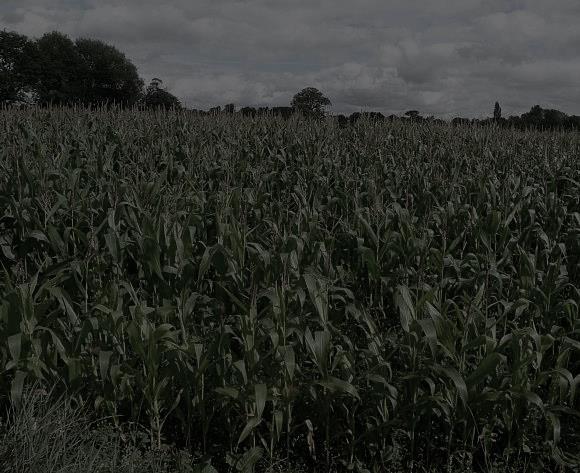 acres of Standing Maize Comprising 50.5 acres situated in the Thorverton area, Exeter; 26.