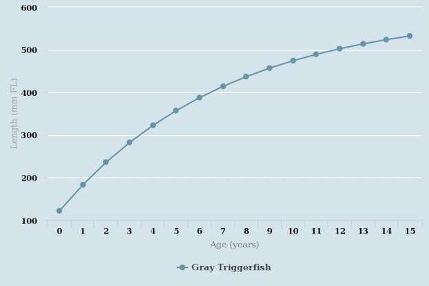 Figure 58. Predicted length at age for both sexes of gray triggerfish in the northern Gulf. Predictions are generated from the von Bertalanffy growth equation using parameter estimates of Linf = 589.